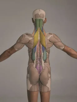 Anatomy for Artists: A visual guide to the human form