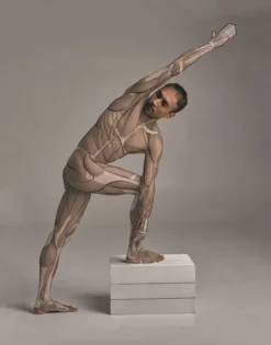 Anatomy for Artists: A visual guide to the human form