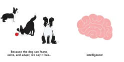Artificial Intelligence for Babies