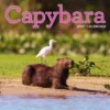 Capybara Wall Calendar 2027