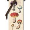 Fungi